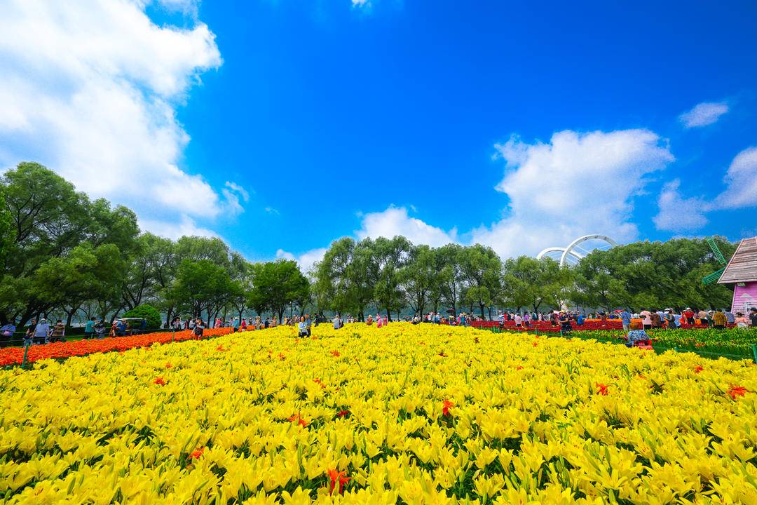 15万株百合花盛放沈阳沈水湾