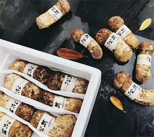 “茸香川西·暑您安逸”雅江松茸文化季推介会在蓉举行_fororder_未标题-4