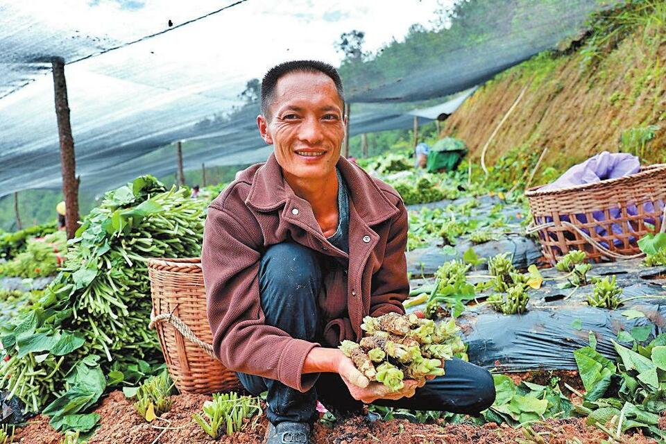 保山施甸：山葵出国门 致富路更宽_fororder_a4d