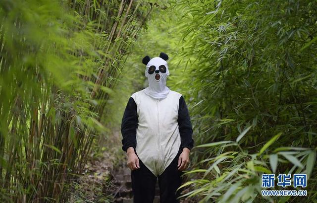“探秘”大熊猫野化训练
