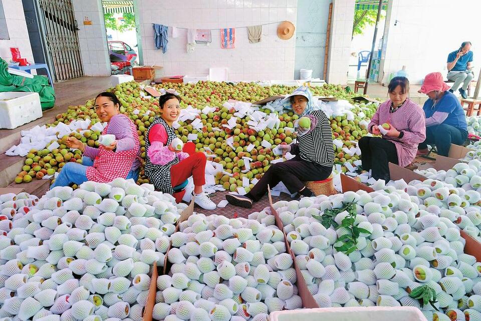 红河蒙自：鹰嘴桃抢“鲜”上市出口外销_fororder_b564