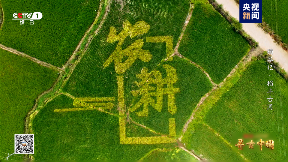 探秘稻作文明 《寻古中国·稻谷记》开播