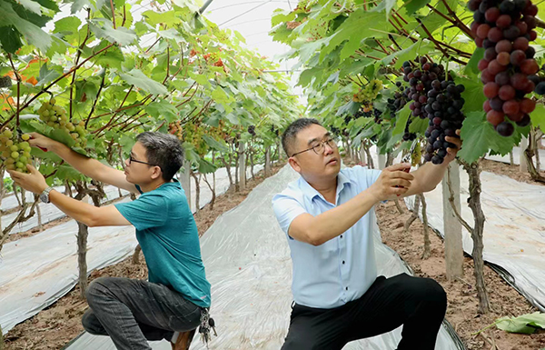 时值盛夏 眉山仁寿这儿的葡萄熟了_fororder_农场业主采摘葡萄