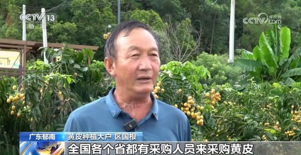 广东郁南 万亩黄皮迎丰收 远销海外