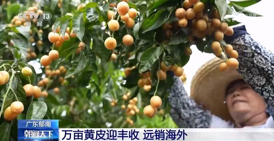 广东郁南 万亩黄皮迎丰收 远销海外_fororder_2023072308453169202