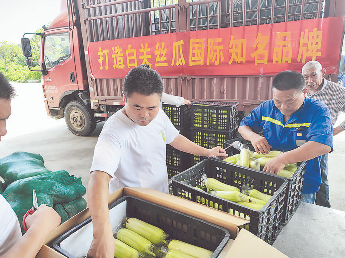 湖南株洲千斤白关丝瓜发车英国_fororder_1