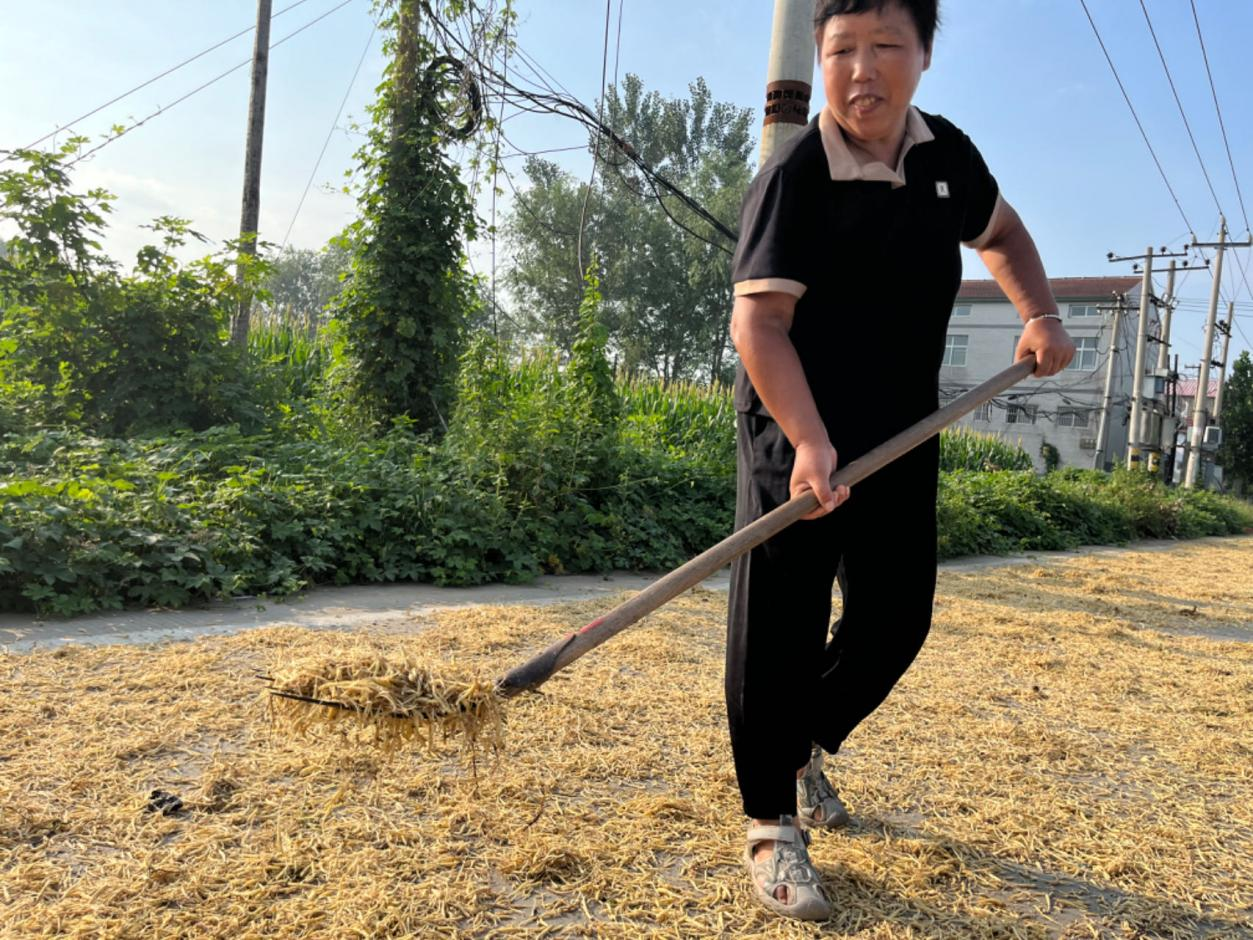 石家庄无极：太子参喜丰收 群众致富有盼头_fororder_图片4