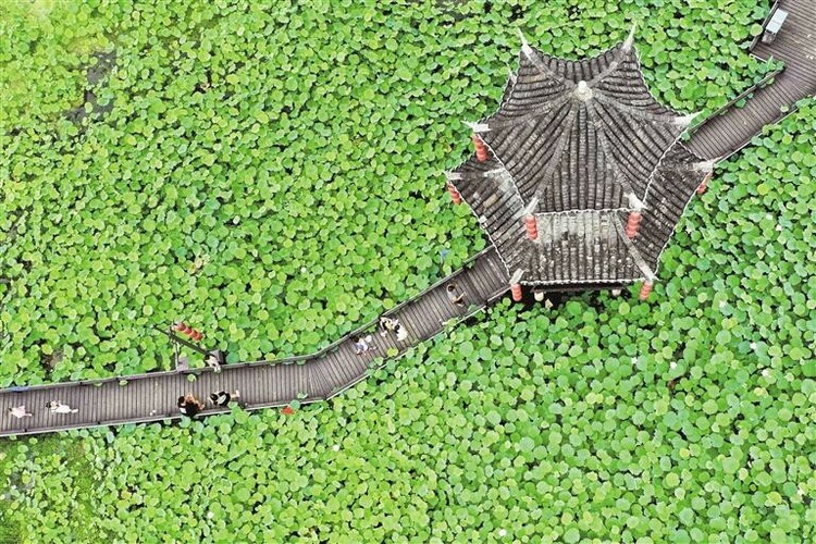 贵州岑巩：盛夏荷塘美_fororder_中首111