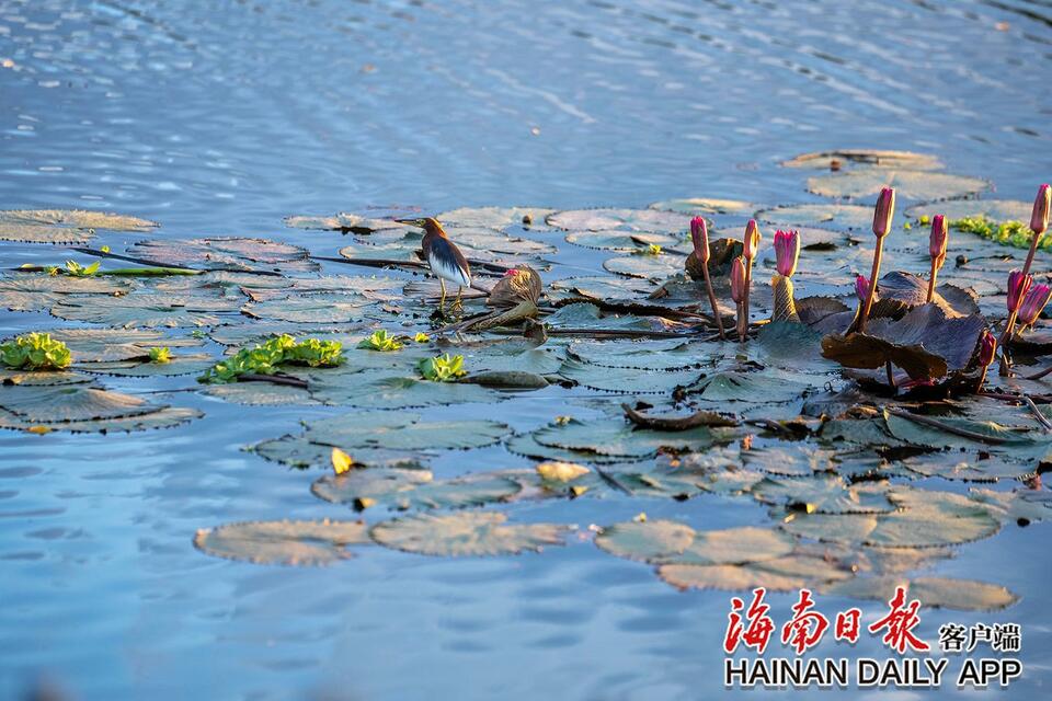 屯昌：湿地公园成为市民消暑好去处