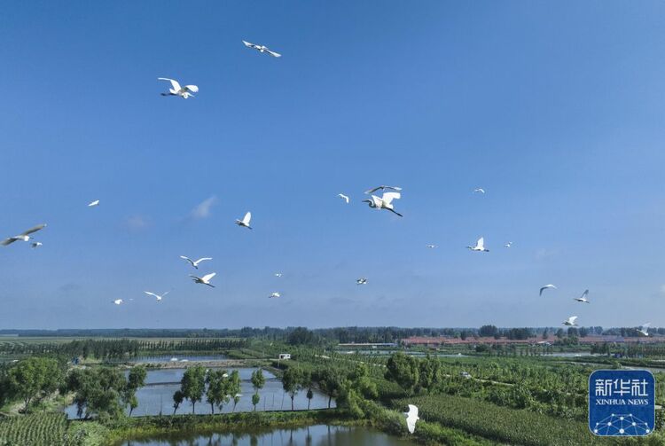 河北玉田：白鹭舞初秋