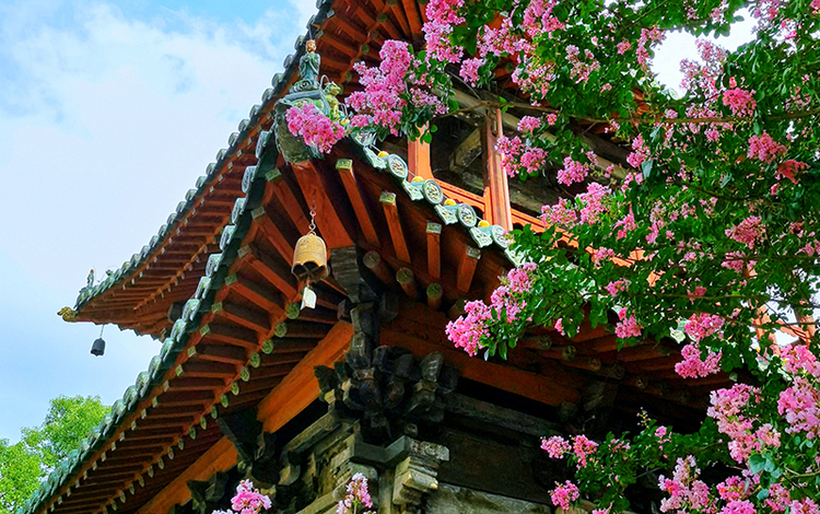 绵阳平武：古寺花开“红满堂” 红墙黛瓦映紫花_fororder_IMG_20220812_160544_副本