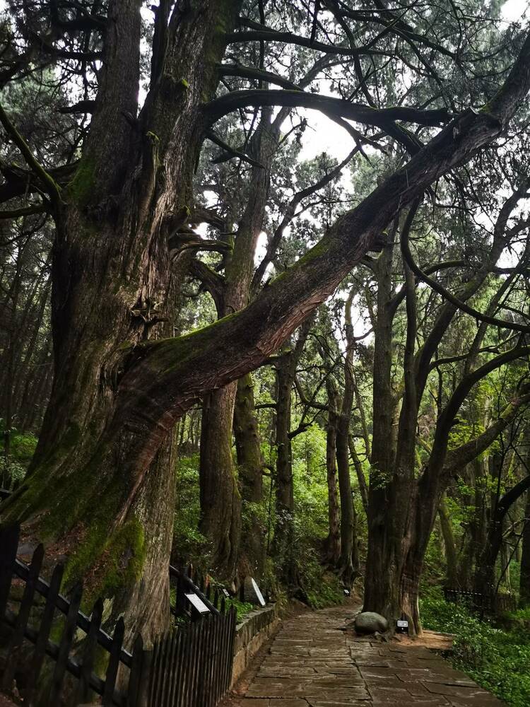 （转载）西华师大蜀道研究院院长金生杨教授：“蜀道”是一座治蜀兴川的“金矿”