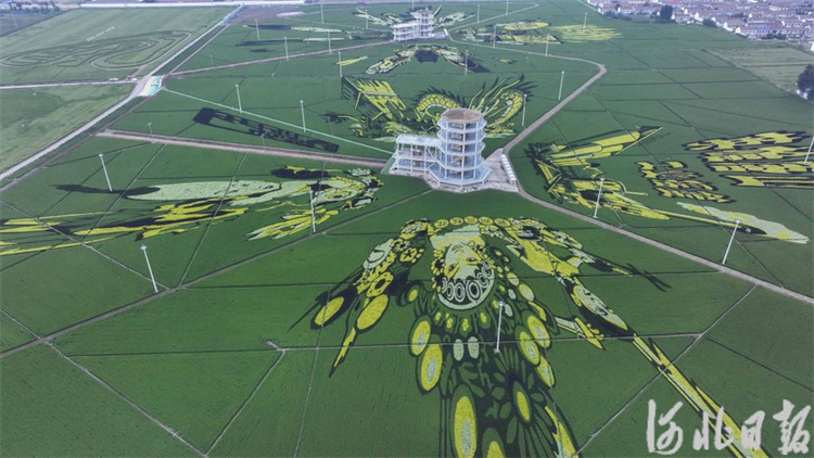 河北遵化：多彩稻田画