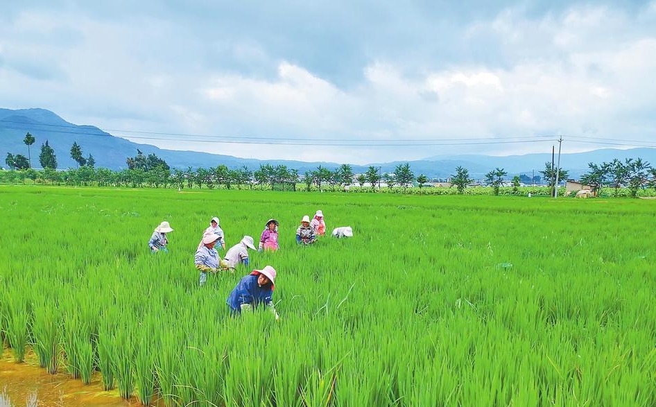 玉溪江川：稻香鱼肥好光景_fororder_b