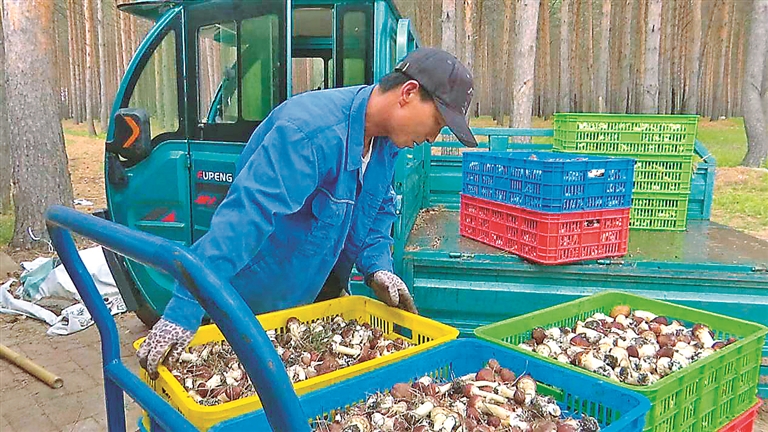 克东：林下产业助就业促增收