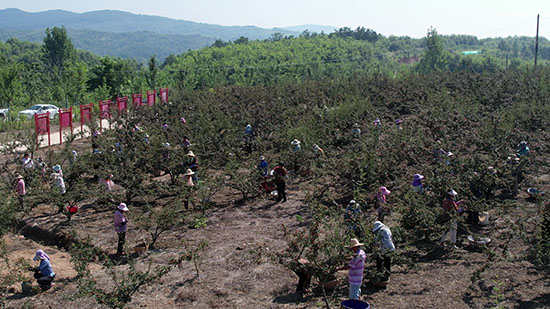 信阳市平桥区：天目山下花椒红_fororder_02
