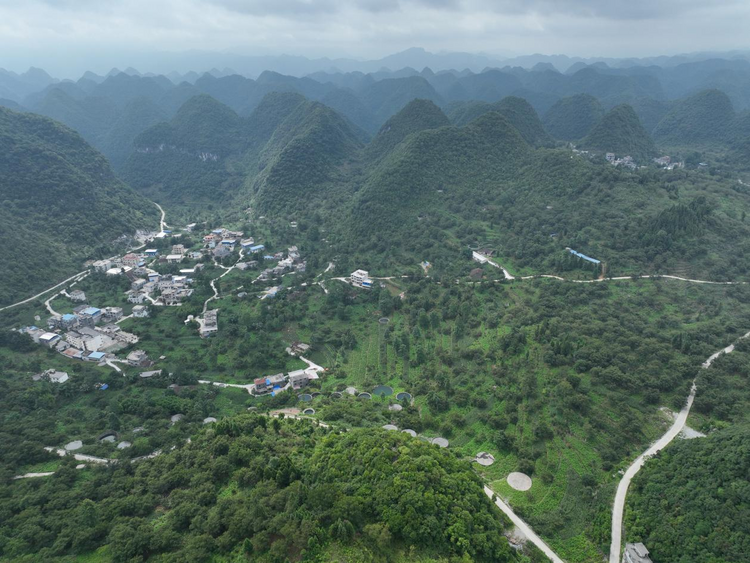 广西凤山：强化科学管护 核桃树硕果累累_fororder_图片11