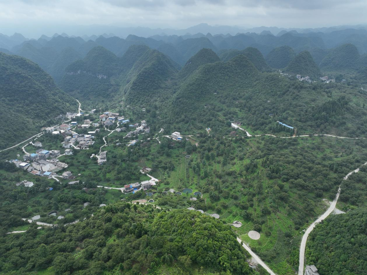 广西凤山：强化科学管护 核桃树硕果累累_fororder_图片11