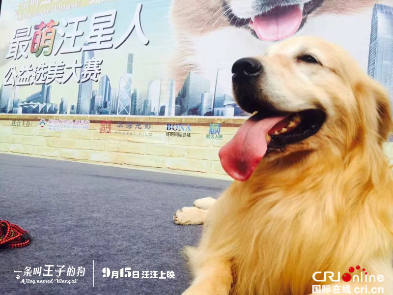 《一条叫王子的狗》上映在即 最萌汪星人选美助力