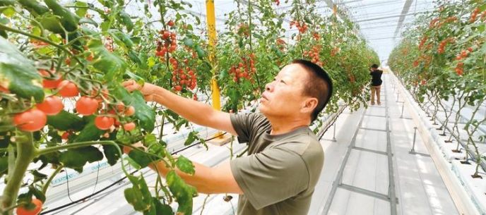 全国41%的优质番茄种子来自西安_fororder_微信图片_20230913084121