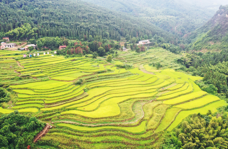 湖南嘉禾： 高山梯田“丰”景美_fororder_微信图片_20230815091845