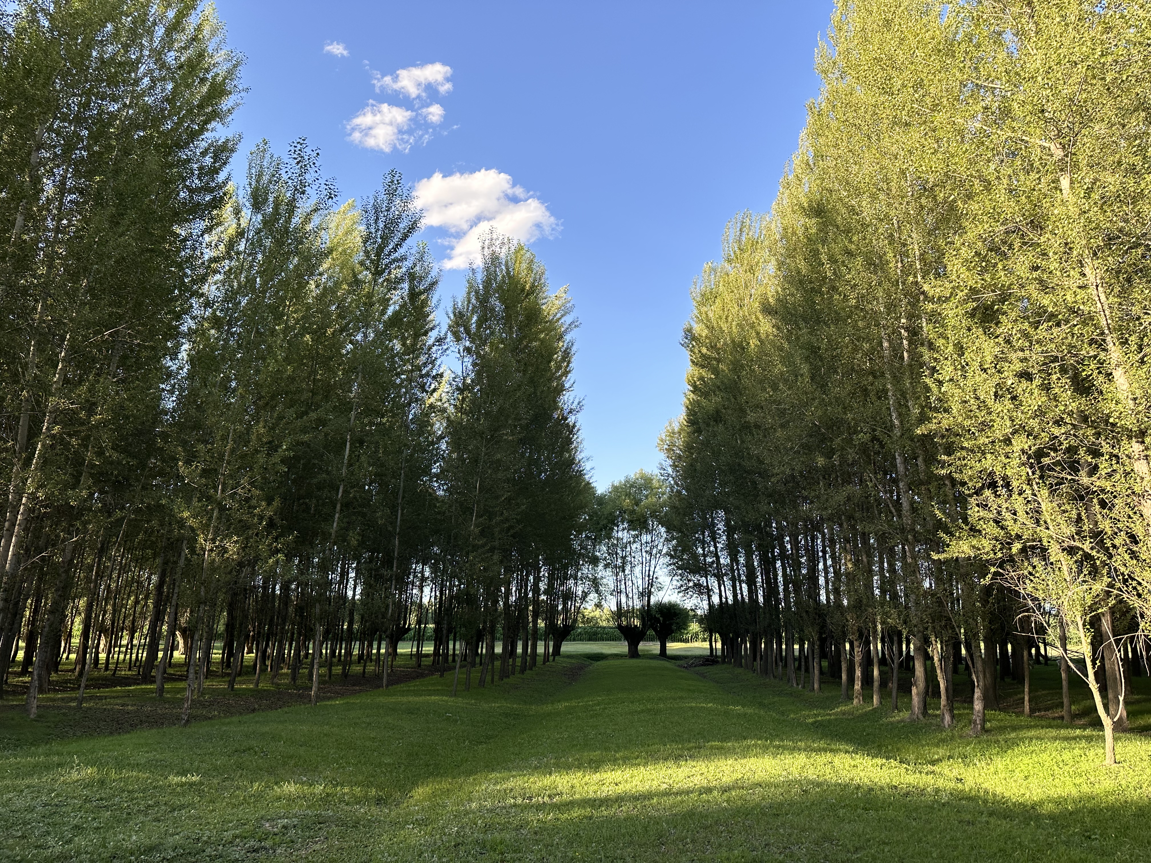 绿色乌审丨无定河的夏_fororder_漫步无定河镇夏日森林，一起“森”呼吸