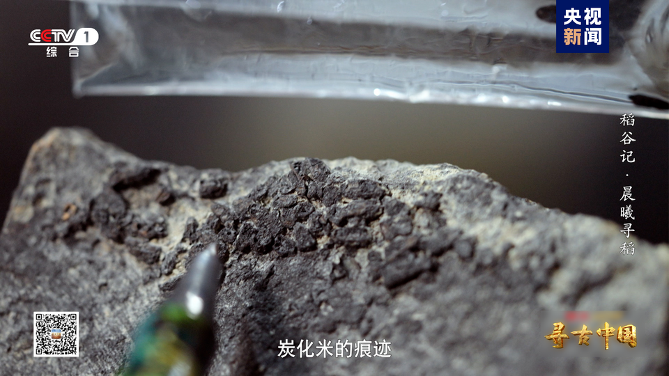 探秘稻作文明 《寻古中国·稻谷记》开播