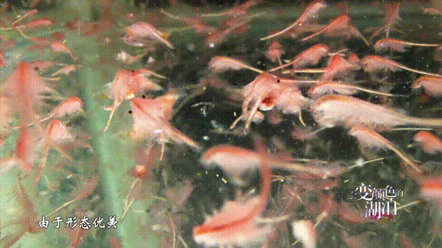 《会变颜色的湖泊》揭秘运城盐湖成因与颜色之谜