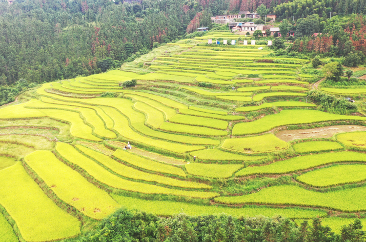 湖南嘉禾： 高山梯田“丰”景美_fororder_微信图片_20230815091846