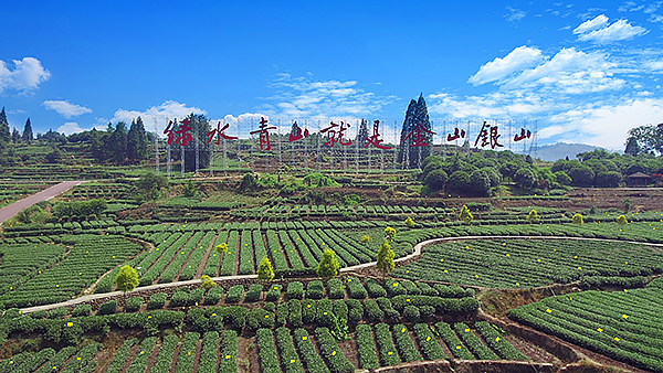 双措并举 成都邛崃黑茶焕发历久弥新的浓浓醇香_fororder_天府黑茶公园建设项目-供图-邛崃市农业农村局