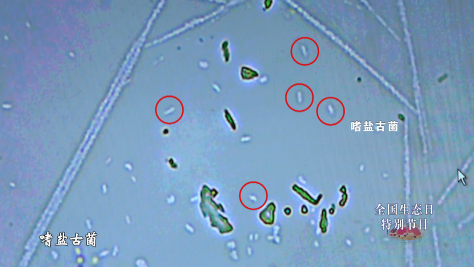 《会变颜色的湖泊》揭秘运城盐湖成因与颜色之谜