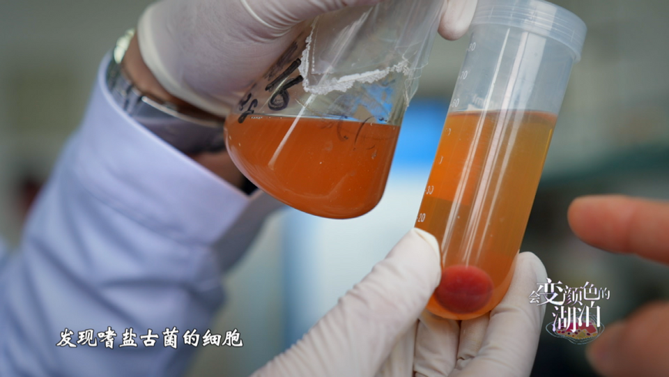 《会变颜色的湖泊》揭秘运城盐湖成因与颜色之谜