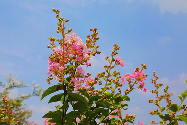 自贡：贡井这里 紫薇花开秋意始_fororder_6紫薇花开