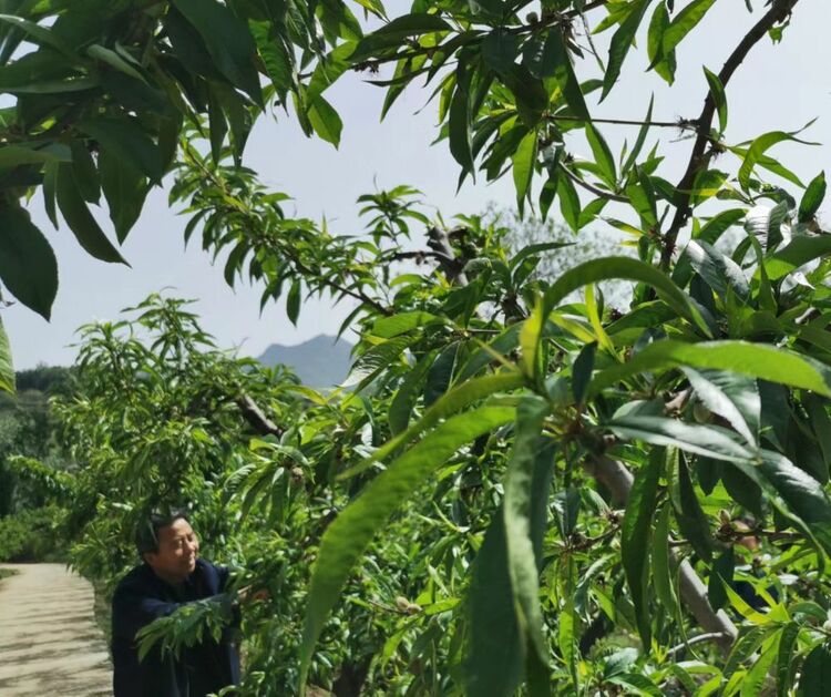 全国生态日丨一座山：秦岭青山的生态账本