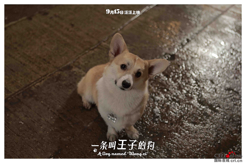 《一条叫王子的狗》明日上映 四大看点萌爆中秋