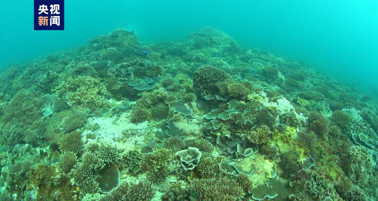 新发现、新记录！海南三亚生物多样性调查家底大揭秘_fororder_20230921005