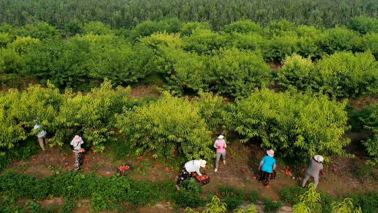 河北孟村：水果丰收正当时 “甜蜜”经济助增收_fororder_图片10