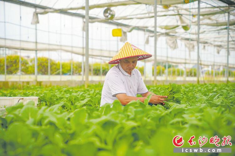 瓜果满园粮满仓_fororder_40753304973697ca355ec57d40e8542awatermark1650f40ca3bb6d