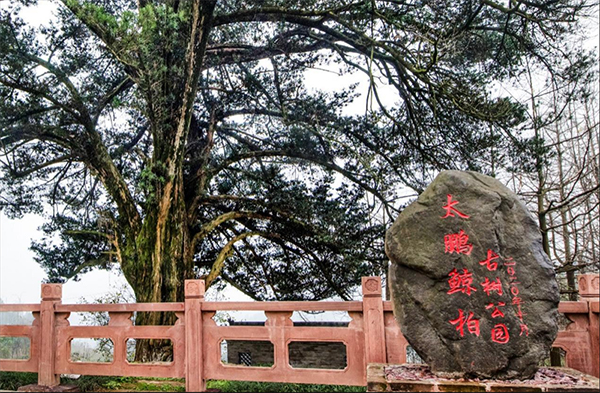 （转载）来场“古树之旅” 这些宝藏地值得探索_fororder_未标题-10