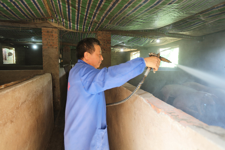 脱贫户张中华：“金猪”铺就致富路 勤劳浇开幸福花_fororder_冲洗圈舍--马发海摄