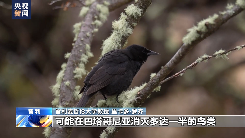 总台记者调查丨智利格雷冰川加速消融记