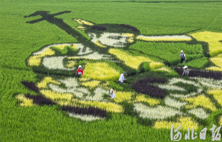 河北遵化：多彩稻田画