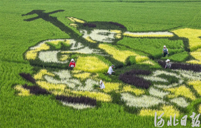 河北遵化：多彩稻田画