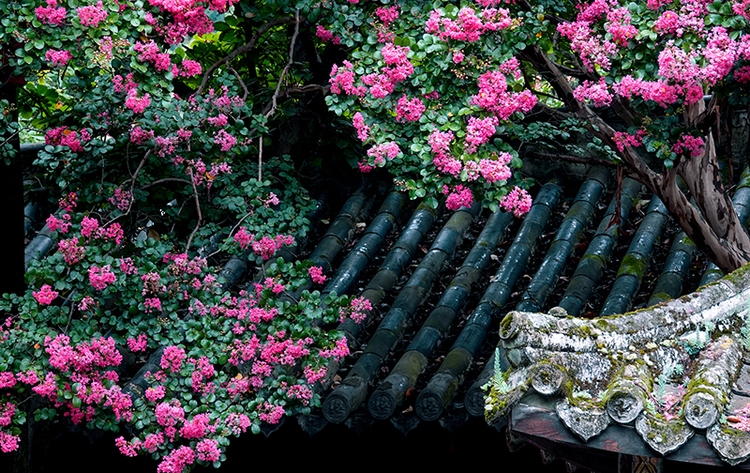 绵阳平武：古寺花开“红满堂” 红墙黛瓦映紫花_fororder__DSC9618_副本
