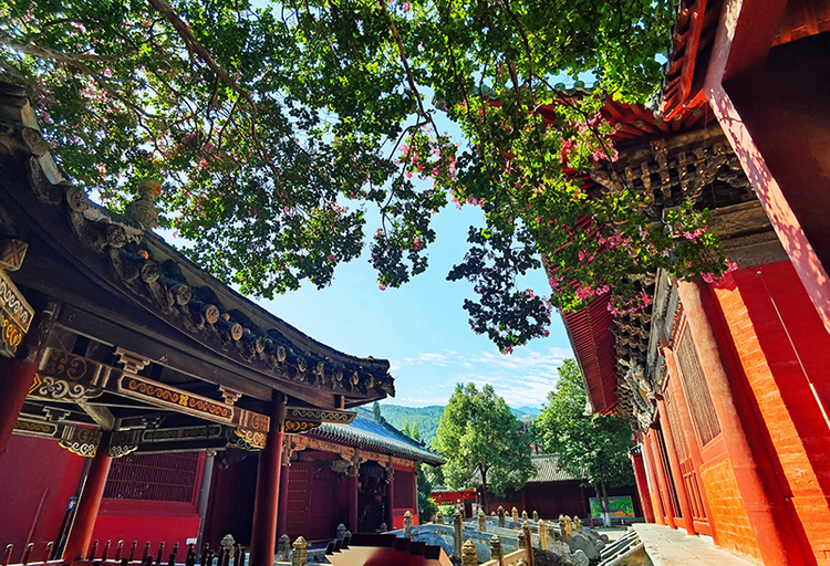 绵阳平武：古寺花开“红满堂” 红墙黛瓦映紫花_fororder_IMG_20230827_095547-01_副本