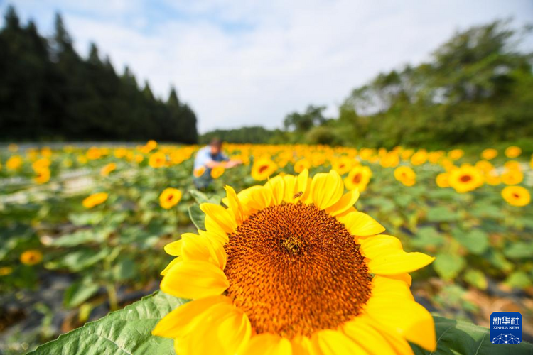 贵州遵义：花海迎客来