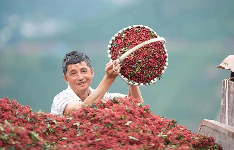 组图｜又是一年秋收季 川蜀大地好“丰”景_fororder_汉源花椒-供图-汉源县委宣传部