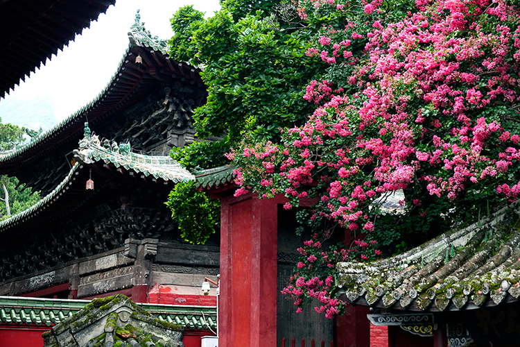 绵阳平武：古寺花开“红满堂” 红墙黛瓦映紫花_fororder__DSC9622_副本
