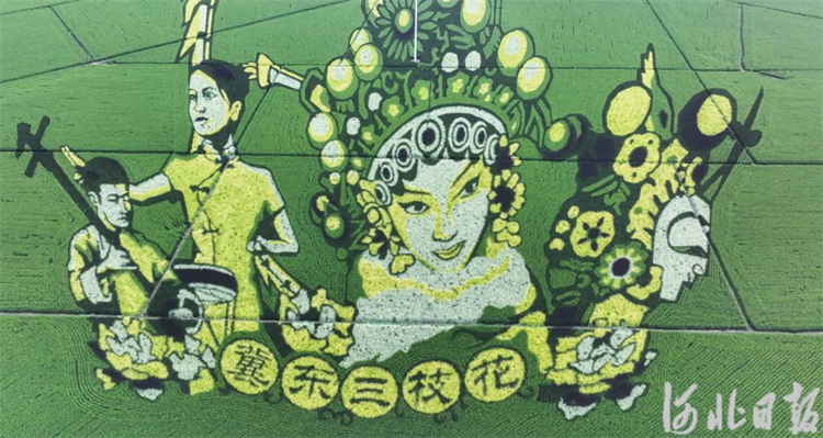 河北遵化：多彩稻田画