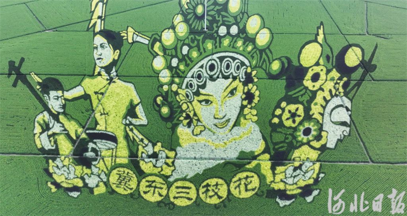 河北遵化：多彩稻田画